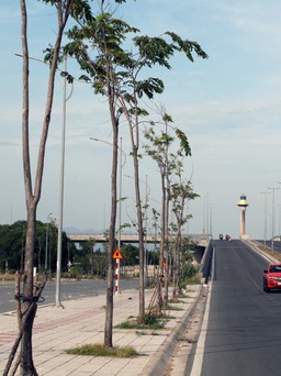 Phú Yên rà soát các dự án liên quan Tập đoàn Thuận An và Công ty Công Minh