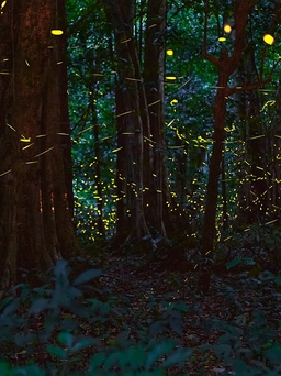 Lần đầu tiên Việt Nam có tour đêm băng rừng ngắm đom đóm, huyền ảo như cổ tích