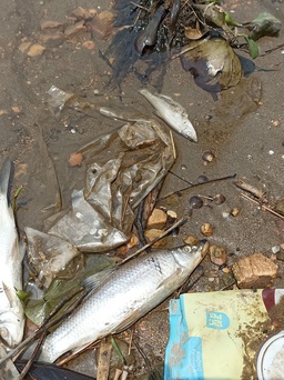 Sông Mã lại bị ô nhiễm nghiêm trọng
