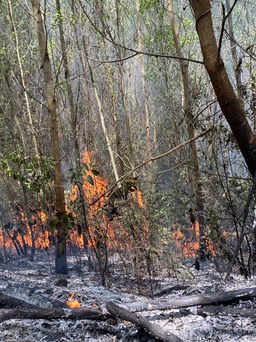 Khánh Hòa: 90 ha rừng, mía ở TX.Ninh Hòa bị lửa thiêu rụi
