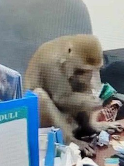 Hà Nội: Khỉ hoang thản nhiên vào văn phòng, trêu đùa người dân