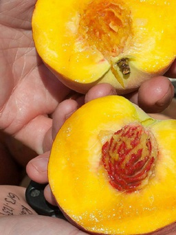 4 loại trái cây vào mùa hè cực tốt cho tim mạch