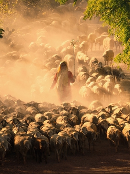 Chàng trai Việt giành giải thưởng cuộc thi ảnh quốc tế nhờ tài 'săn' cừu