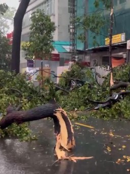 TP.HCM sau trận mưa đá: Hàng loạt cây xanh ngã đổ