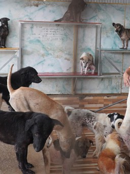 Người phụ nữ miền Tây để dành tiền nuôi hàng trăm con chó