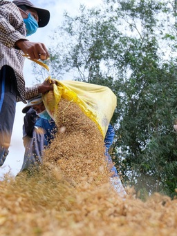 Vụ doanh nghiệp gạo bỏ thầu giá thấp: Quyền lợi của nông dân, ngành hàng là tối thượng