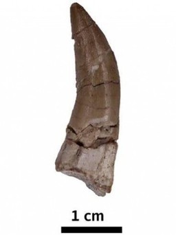Phát hiện răng khủng long hóa thạch cực hiếm ở Đông Nam Á