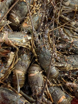 Phú Yên: Tôm cá lại chết hàng loạt, ngư dân kiệt quệ