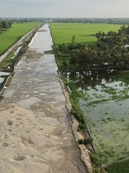 Lúa cạnh cao tốc đang san nền bị thiệt hại do nhiễm mặn