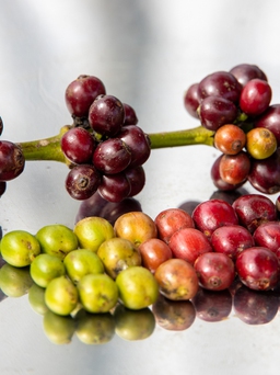 Giá cà phê robusta sắp tái lập kỷ lục