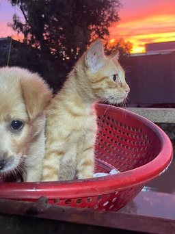 Chó mèo vốn khó hòa hợp, vậy mà cặp đôi Pâu - Pi thân thiết đến lạ