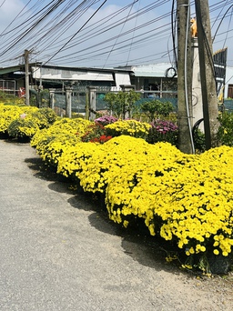 Hoa tết trải dài dọc đường đến thủ phủ Chợ Lách: Cảnh bất ngờ gây xúc động