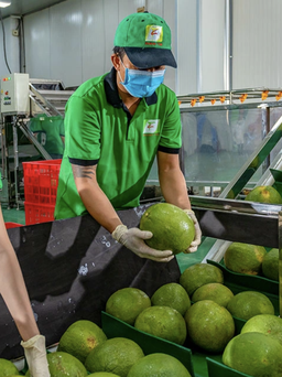 3 kịch bản xung đột Trung Đông tác động đến xuất khẩu nông sản Việt Nam