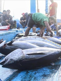 'Làn bơi' qua Mỹ của cá ngừ gặp nhiều rào cản