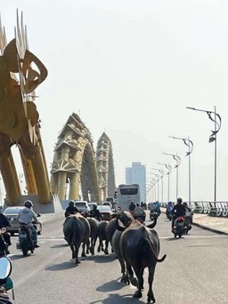 Bất ngờ đàn trâu băng qua cầu Rồng, 'dạo phố' giữa trung tâm Đà Nẵng