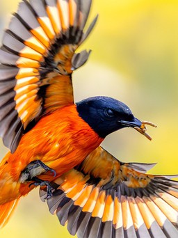 Chim xuất hiện ở công viên Lý Thái Tổ - nơi tưởng niệm nạn nhân Covid-19