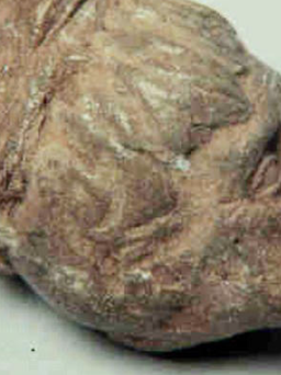 Cổ vật La Mã gây tranh cãi về người châu Âu đầu tiên đến châu Mỹ