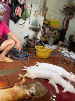 Nghệ sĩ bày tỏ quan điểm về nạn giết mổ lậu chó, mèo