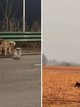7 chú chó trốn thoát cẩu tặc, cùng nhau lặn lội 17 km về nhà