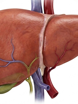 Giữ gan khỏe: Điều gì có vai trò then chốt?