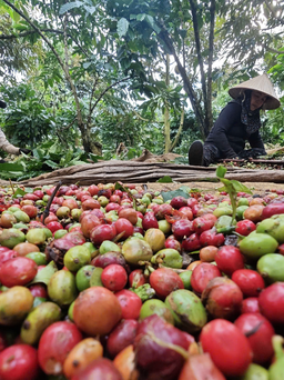 Giá cà phê có lấy lại mốc 100.000 đồng/kg?
