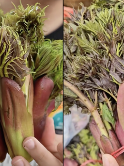 Rau mầm gai là gì mà gây sốt mạng, nhiều người ở TP.HCM tìm mua không có?