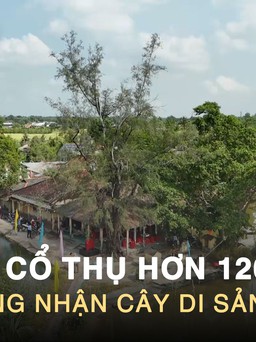 Chiêm ngưỡng phi lao cổ thụ hơn 120 tuổi được công nhận cây di sản Việt Nam