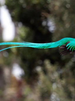 Một điểm đến ở Việt Nam vào top ngắm chim đẹp nhất thế giới