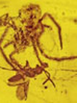 Hóa thạch nhện vồ mồi 100 triệu năm