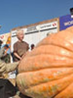 Quả bí ngô 805 kg