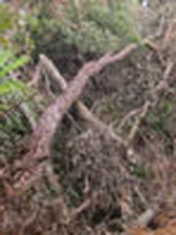 Rừng Quốc gia thiệt hại vì đường của kiểm lâm