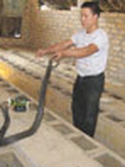Bảo tồn rắn hổ mang - Giúp nhà nông làm giàu