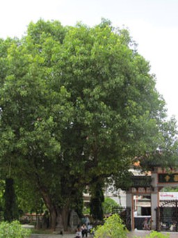 Lạ lùng cây xanh xứ Huế: Hậu duệ cội bồ đề Phật thành đạo