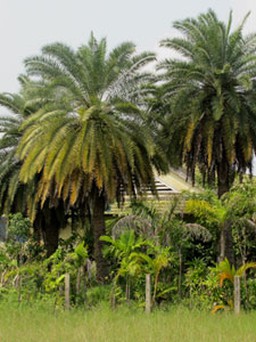 Lạ lùng cây xanh xứ Huế: Những cây chà là Canary quý hiếm