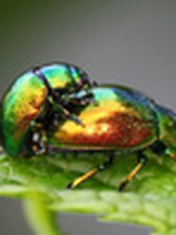 Giải mã hành vi đồng tính ở côn trùng