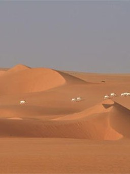 Sự suy tàn của động vật Sahara