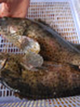 Kiên Giang: Nuôi cá bống mú trong ao đất lãi 2 tỉ đồng/năm