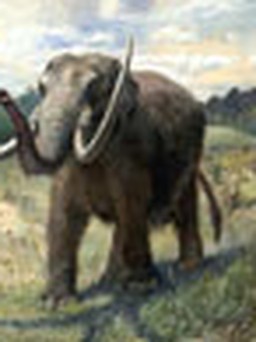 Giả thuyết mới về sự tuyệt chủng của voi răng mấu