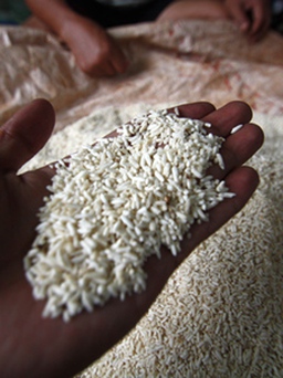 Cơm nếp ủ men biến thành gạo sống?