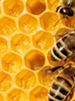 Ngân hàng tinh trùng ong