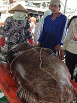 Bắt được cá mú nặng hơn 250 kg