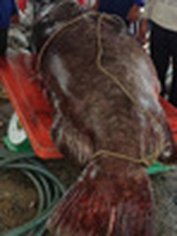 Đánh lưới được cá mú nặng hơn 250 kg