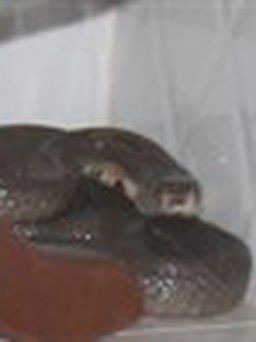 Bị rắn độc cắn chết trong nhà nghỉ