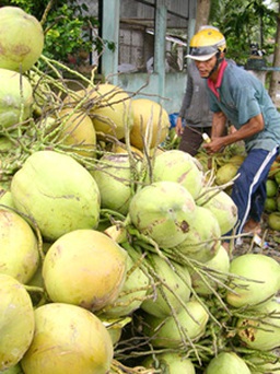Giá dừa tươi tăng mạnh
