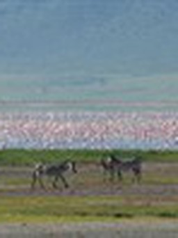 Miền hoang dã - Kỳ 4: Bức tranh hồng hạc