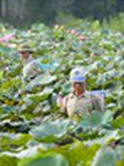 Sen rớt giá