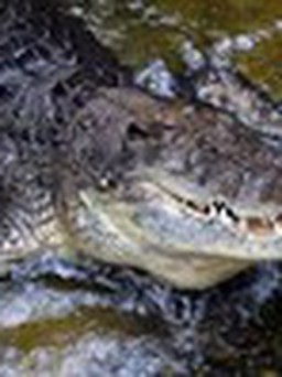 Kinh hoàng vụ cá sấu ăn thịt người ở Úc