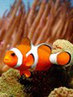 Cá hề 'Nemo' có thói quen di trú xa nhà