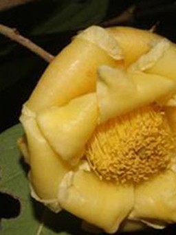 Phát hiện 4 loài hoa trà ở Việt Nam