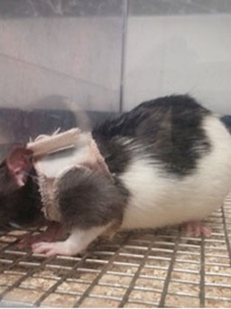 Chuột thích bạn gái mặc áo lót